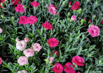 Vrijeme je sadnje sezonskog cvijeća