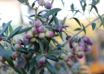 Oliana – sorta maslina za živu ogradu