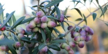 Oliana – sorta maslina za živu ogradu
