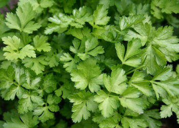 Uzgoj peršina – s kim se slaže, kakvo tlo voli, kada ga sijati?
