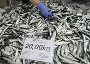 Srdela je najjeftinija i najzdravija morska riba