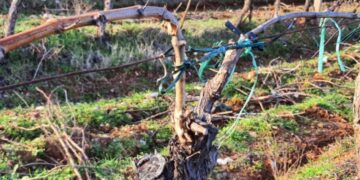 Potrebno je izvršiti tretiranje vinograda protiv bolesti crna pjegavost