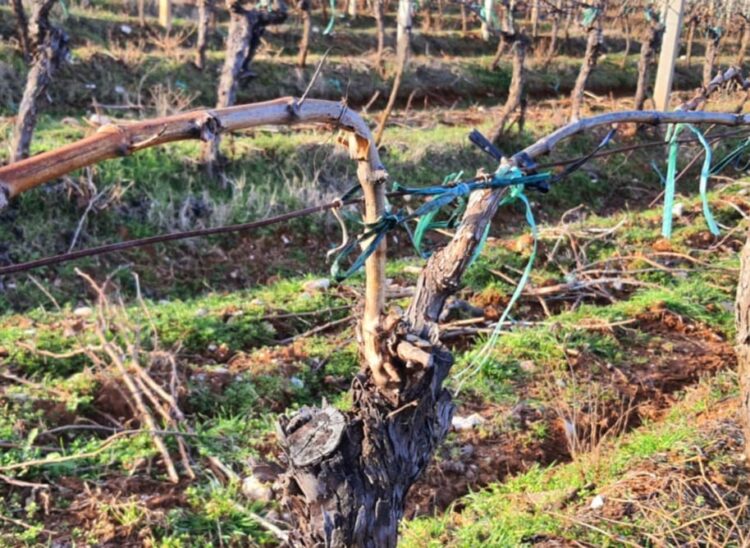 Potrebno je izvršiti tretiranje vinograda protiv bolesti crna pjegavost