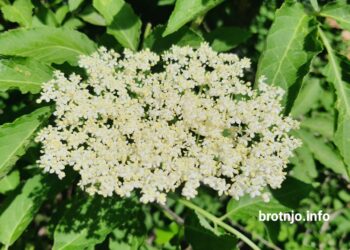 Zova je procvjetala, napravite ukusan i osvježavajući sirup