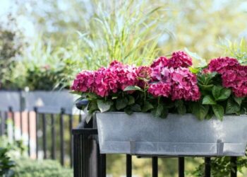 Koje balkonsko cvijeće voli sunce, a koje sjenu?