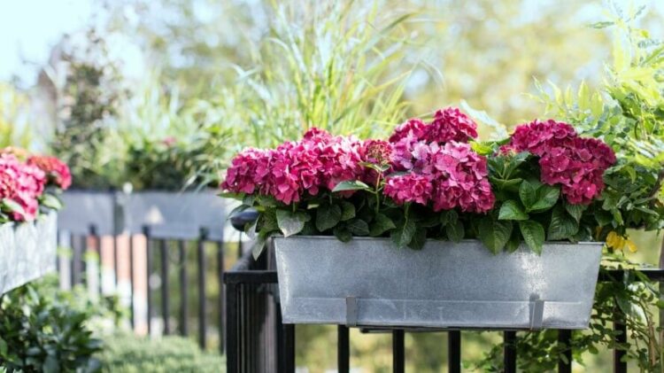 Koje balkonsko cvijeće voli sunce, a koje sjenu?