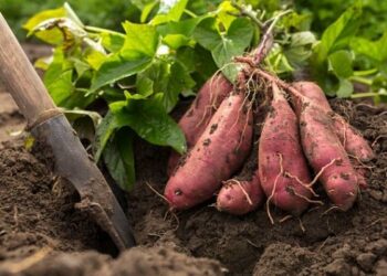 Batat – slatki krumpir omiljen u Hercegovini