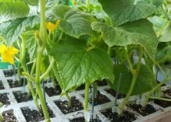 Prednosti uzgoja krastavca iz kalemljenih presadnica