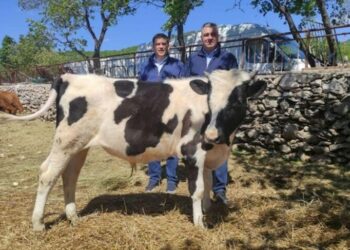 Milova je ustvari bik, Grbin i Milanović šalju prigovor DIP-u?