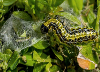 Oprez! Gusjenice šimširovog moljca već prave štete