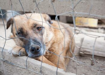 Za napuštanje životinja – zatvor