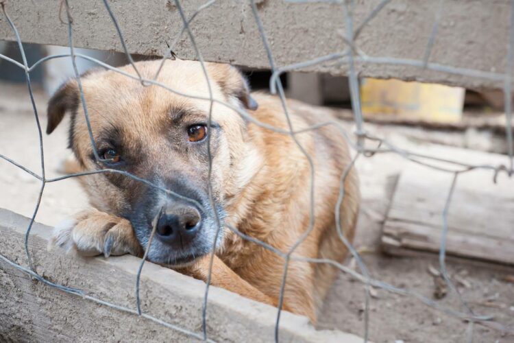 Za napuštanje životinja – zatvor