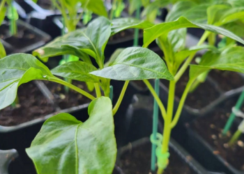 Zašto je bolje saditi kalemljene presadnice povrća?