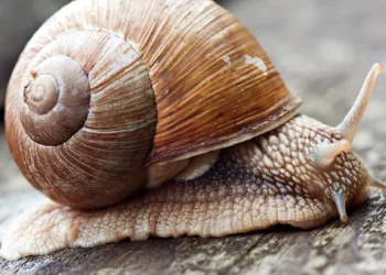 Starinski trikovi protiv puževa u vrtu