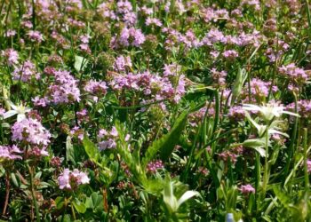 Majčina dušica – fantastična biljka za naš dišni sustav!