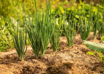 Posadite luk vlasac – on je “čuvar” drugih kultura u vrtu