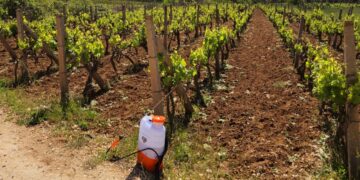 Povoljni uvjeti za razvoj plamenjače vinove loze, potrebno zaštititi vinograde