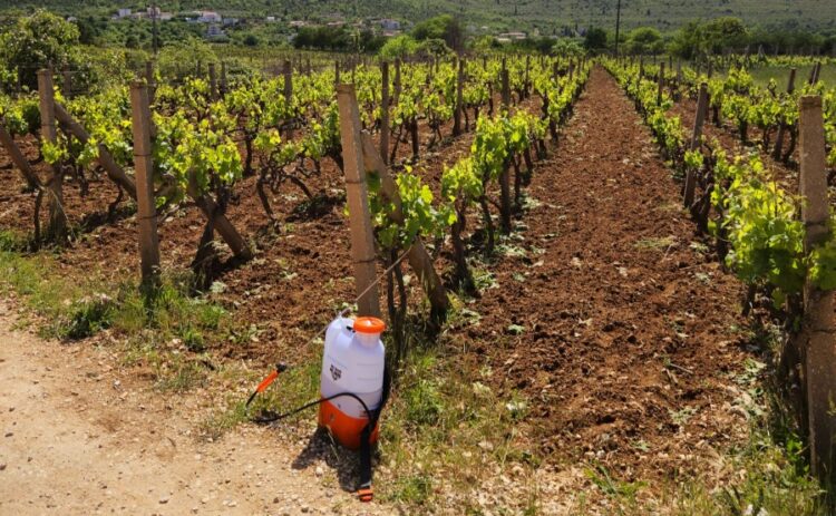 Povoljni uvjeti za razvoj plamenjače vinove loze, potrebno zaštititi vinograde