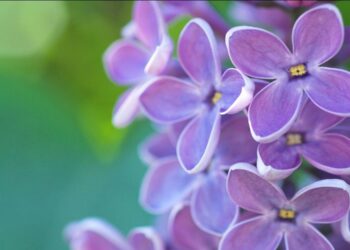 Opojan miris i brojna ljekovita svojstva Jorgovan čine ga omiljenim
