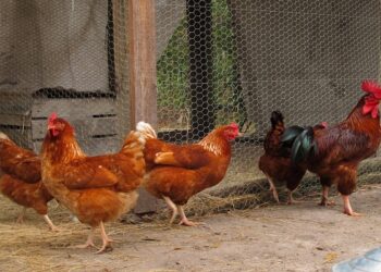 Oprez! Kokošja tekut već napada kokoši