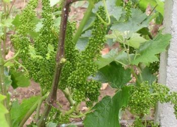 Obavezna zaštita vinove loze pred cvatnju