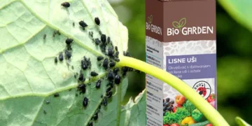 Suzbijanje lisnih uši ekološkim pripravcima