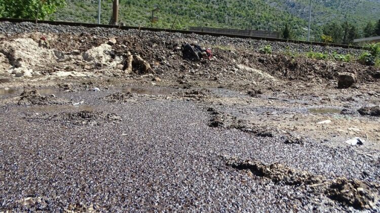 Ekološka katastrofa uz Neretvu: Zbog šećera masovan pomor pčela