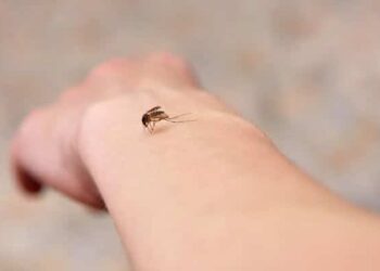 Kako se efikasno zaštititi od komaraca?