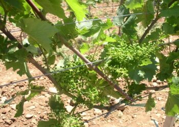 Preporuka! Obavite zaštitu vinove loze nakon cvatnje