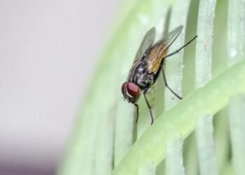 Kako protiv muha? Evo nekoliko brzih rješenja