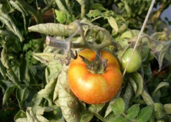 Ekološki način suzbijanja grinja na povrću