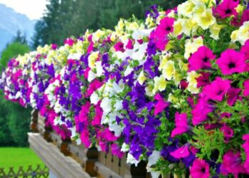 Kako poboljšati cvatnju surfinija?