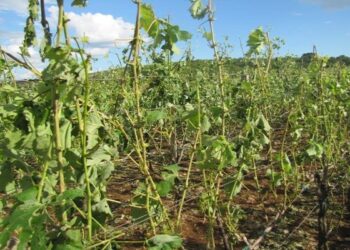 Što i kako nakon tuče vinograda?