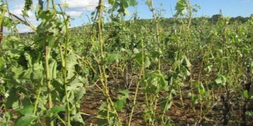 Što i kako nakon tuče vinograda?