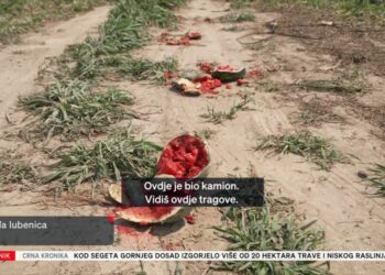 Uzgajivaču iz Opuzena ukrali čak dvije i pol tone lubenica