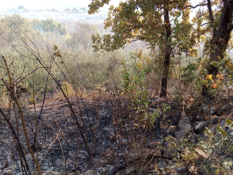 FOTO-VIDEO: Izgorio maslinik u Gornjem Velikom Ograđeniku