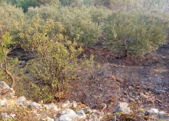 FOTO-VIDEO: Izgorio maslinik u Gornjem Velikom Ograđeniku