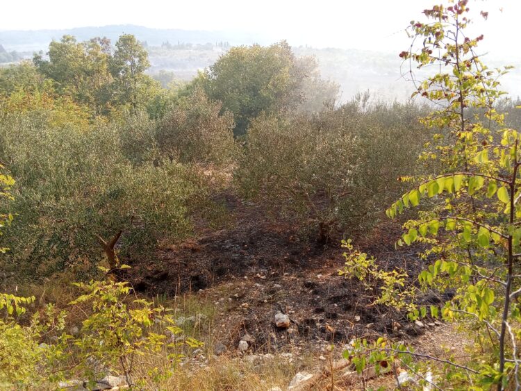 FOTO-VIDEO: Izgorio maslinik u Gornjem Velikom Ograđeniku