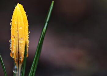 Proljetno čišćenje za tijelo i um: Vrijeme za svježi početak!