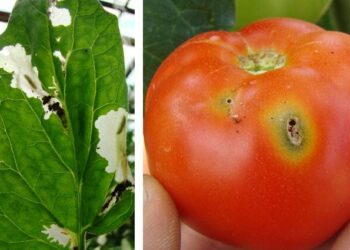 MPŠiV: Preporuka za povrtlare