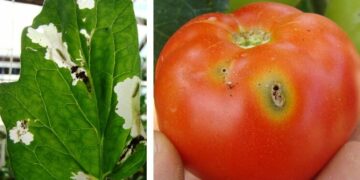 MPŠiV: Preporuka za povrtlare