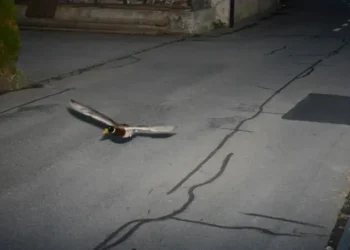 Neobičan prometni prekršaj: Radar snimio patku pri brzini od 52 km/h u zoni od 30 km/h