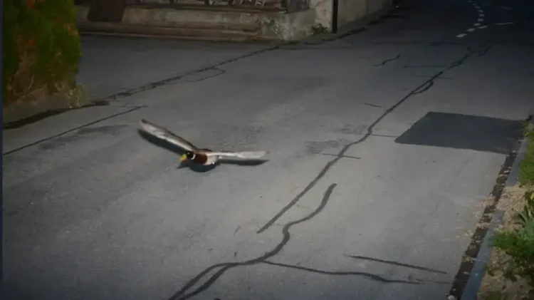 Neobičan prometni prekršaj: Radar snimio patku pri brzini od 52 km/h u zoni od 30 km/h