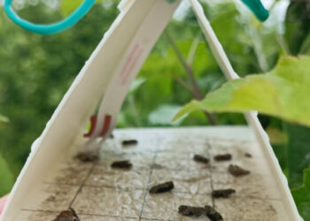 Ministarstvo poljoprivrede, šumarstva i vodoprivrede HNŽ : Preporuka za voćare