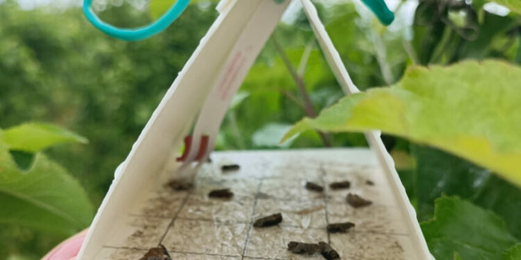 Ministarstvo poljoprivrede, šumarstva i vodoprivrede HNŽ : Preporuka za voćare