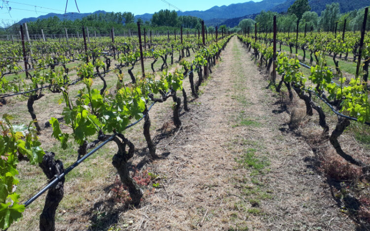 Preporuka MPŠiV vinogradarima: Zaštitite vinograde od plamenjače!