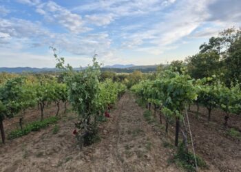 MPŠiV: Preporuka vinogradarima za pravovremenu zaštitu od plamenjače