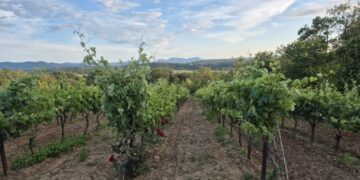 MPŠiV: Preporuka vinogradarima za pravovremenu zaštitu od plamenjače