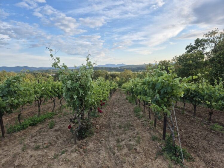 MPŠiV: Preporuka vinogradarima za pravovremenu zaštitu od plamenjače