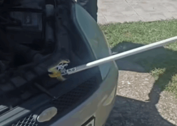 Video: Čitlučki vatrogasci izvukli zmiju ispod haube automobila